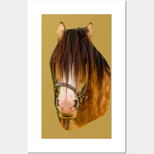 Horse Posters and Art